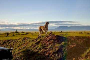 Best Safari Parks and Game Reserves in South Africa