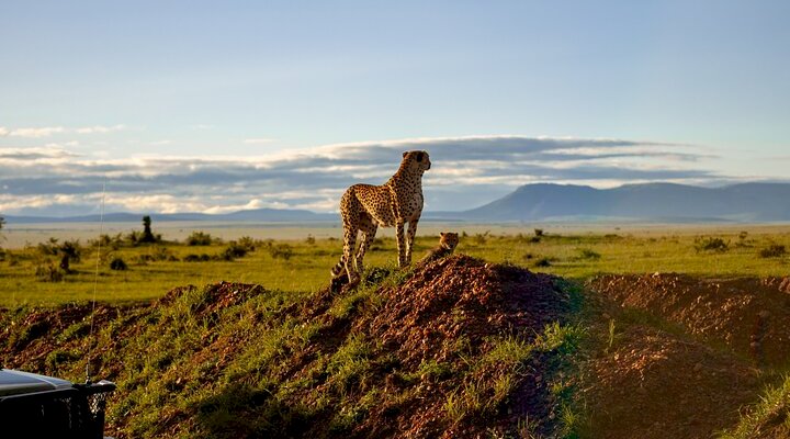Best Safari Parks and Game Reserves in South Africa