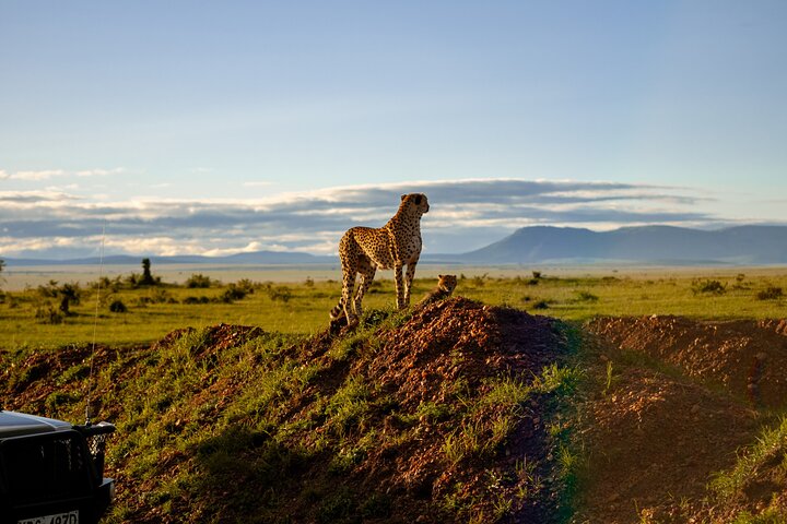 Best Safari Parks and Game Reserves in South Africa