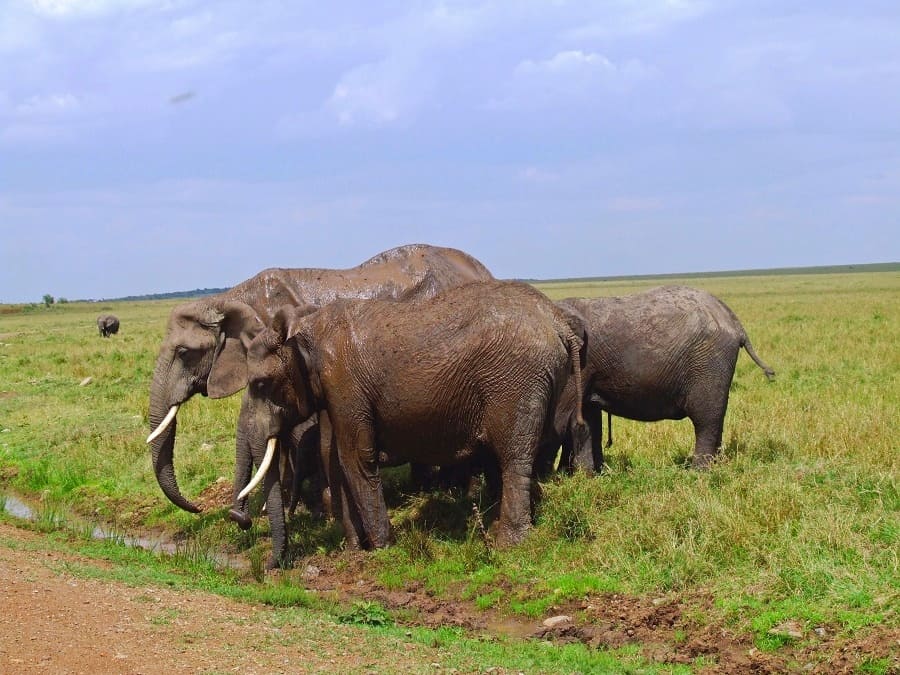 Safari vehicle with tourists in Uganda