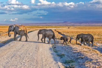 10-Day Ultimate Kenya Safari & Cultural Tour (Samburu, Ol Pejeta, Lake Nakuru, Masai Mara, Amboseli)