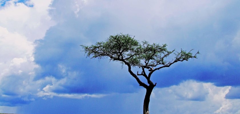 Best Time to Visit Africa: A Seasonal Travel Guide