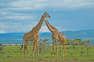 4-Day Amboseli & Tsavo Safari