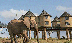 Latest Safari Updates: Best Wildlife Experiences &amp; Travel News