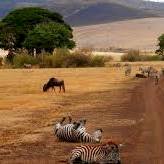 10-Day Tanzania Safari – Serengeti, Ngorongoro, Tarangire & Zanzibar