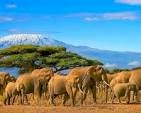 8-Day Tanzania Safari – Serengeti, Ngorongoro, Tarangire & Zanzibar