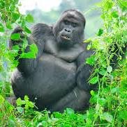 12-Day Rwanda Safari – Gorillas, Chimps, Big Five & Cultural Encounters