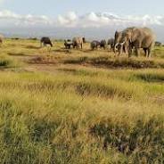 7-Day, 6-Night Kenya Safari – Masai Mara, Amboseli, Lake Nakuru & Lake Naivasha