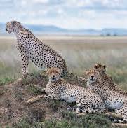 7-Day Tanzania Safari – Exploring the Best Safari Parks & Game Reserves