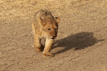 7-Day Tanzania Safari – Serengeti, Ngorongoro, Tarangire & Lake Eyasi Cultural Experience