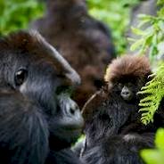 8-Day Rwanda Safari – Gorillas, Chimps, Big Five & Lake Kivu