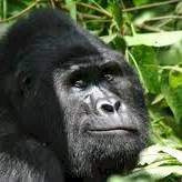 9-Day Rwanda Safari – Gorillas, Chimps, Big Five & Lake Kivu