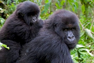 10-Day Rwanda Safari – Gorillas, Chimps, Big Five & Cultural Experience