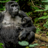 Gorilla Trekking in Uganda