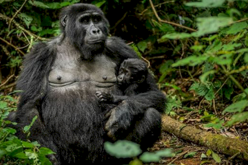 Gorilla Trekking in Uganda