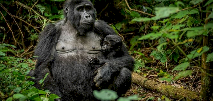 Gorilla Trekking in Uganda
