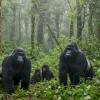 Gorilla Trekking in Uganda