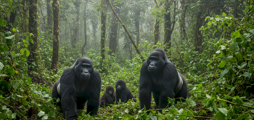 Gorilla Trekking in Uganda