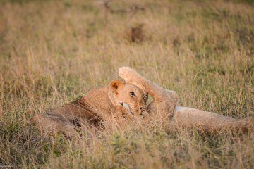 7-Day Tanzania Safari – Exploring the Best Safari Parks & Game Reserves