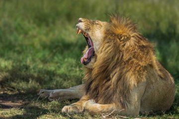 12-Day Kenya Safari – Samburu, Ol Pejeta, Lake Naivasha, Amboseli, Tsavo, Diani Beach & Masai Mara