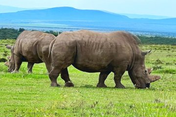 7-Day, 6-Night Kenya Safari – Samburu, Ol Pejeta, Lake Nakuru & Masai Mara