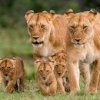 East Africa Travel and Safari Bucket List for 2025/2026.