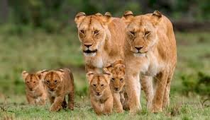 East Africa Travel and Safari Bucket List for 2025/2026.