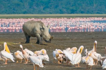 7-Day, 6-Night Kenya Safari – Masai Mara, Amboseli, Lake Nakuru & Lake Naivasha
